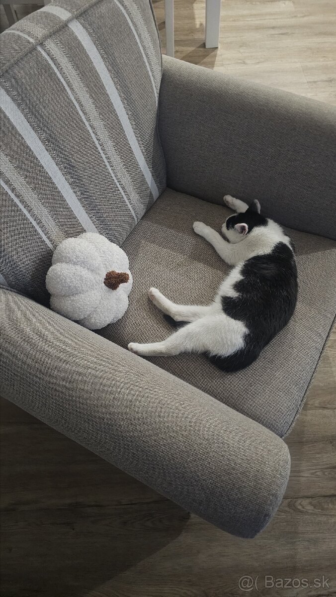 Darujem kocurika 4,5 mesačného - 7