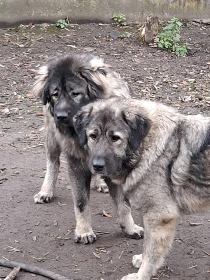 Šteniatko Kaukazský ovčiak - 7