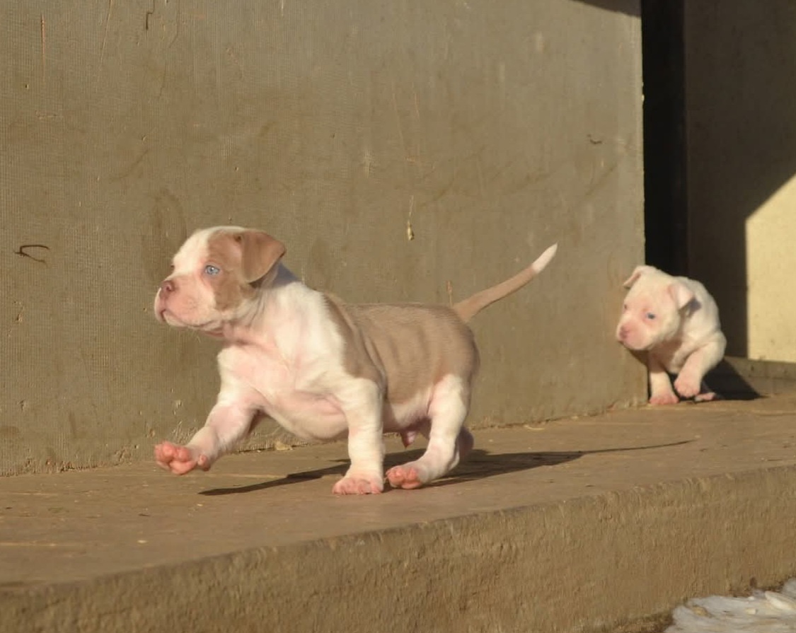 American bully pocket/standard - 7