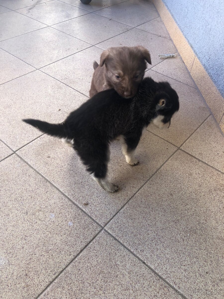 Darujem šteniatka - 7