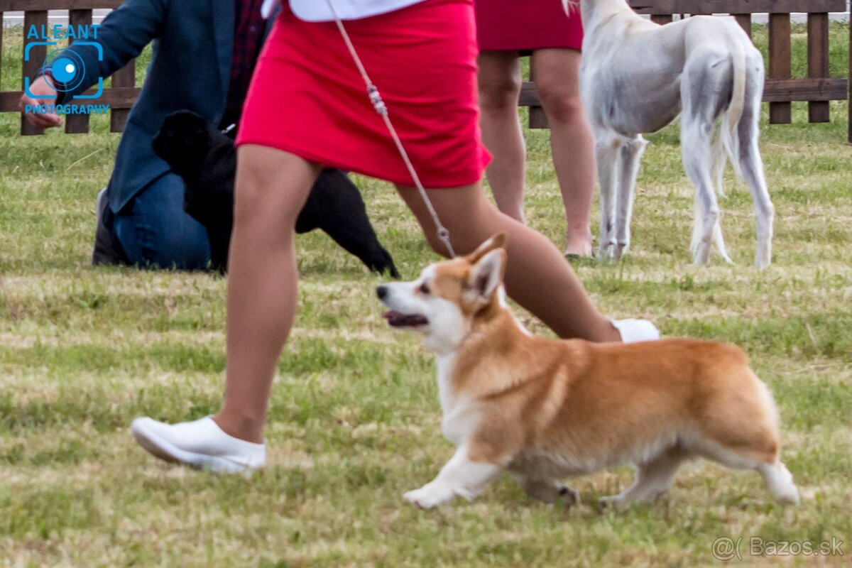 Welsh Corgi Pembroke, psík v trikolórnom sfarbení - 7