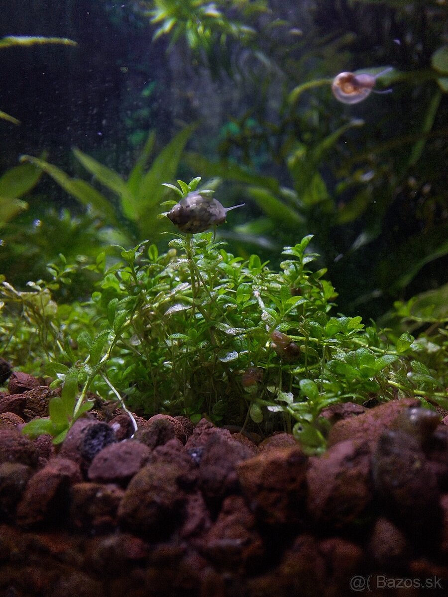 Darujem vodné slimáky do akvária - 7