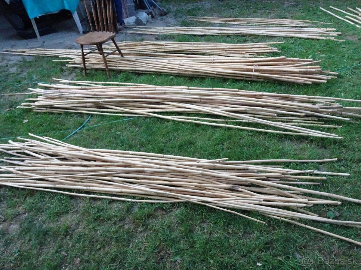 Predám stovky bambusov za symbolickú cenu rôznych dľžok - 7