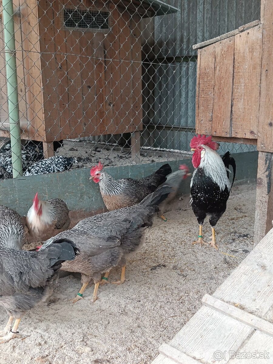 Predám násadové vajcia Vlaška - 7