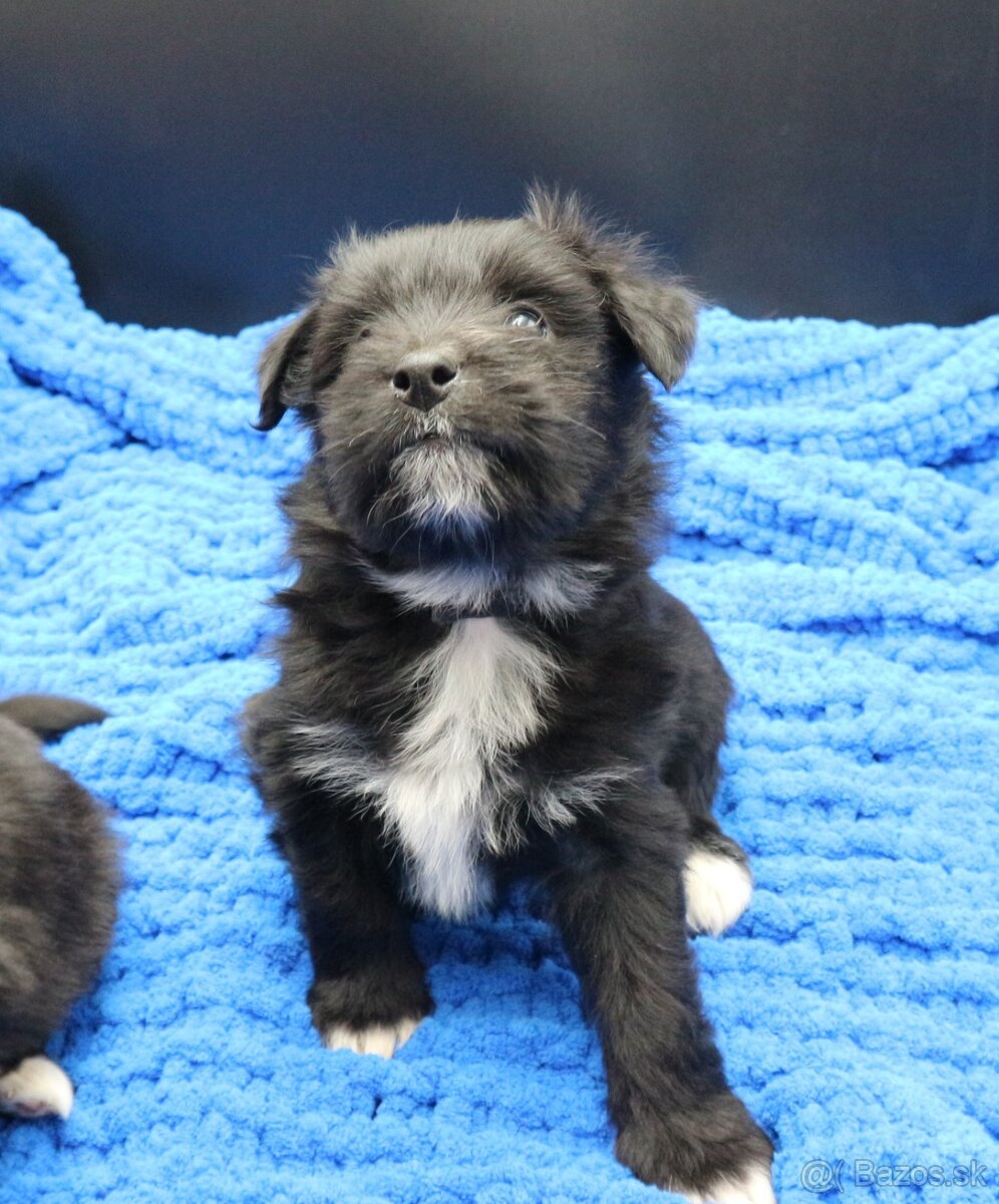 Pyrenejský ovčák - štěňátka s PP - 7