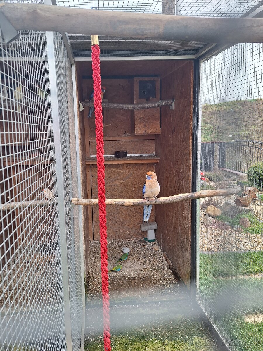 Predám vtáctvo rušíme chov - 7