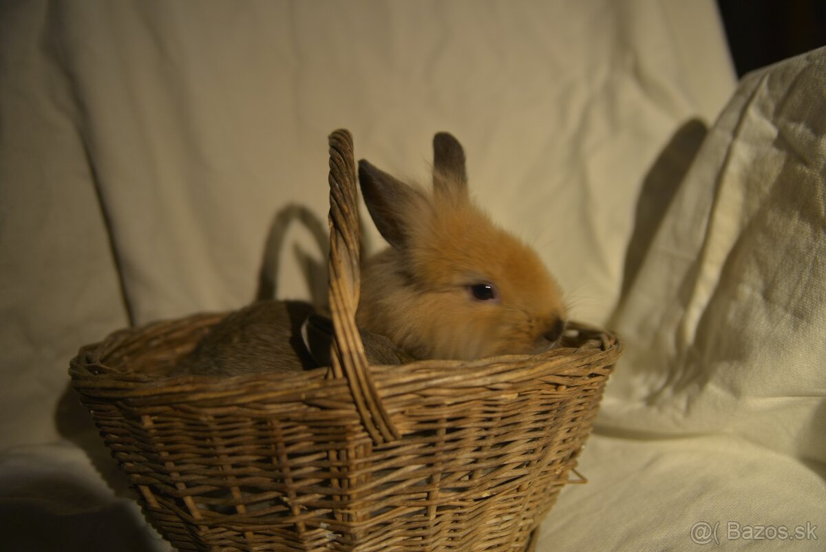 Predám zakrsleho kralička - 7