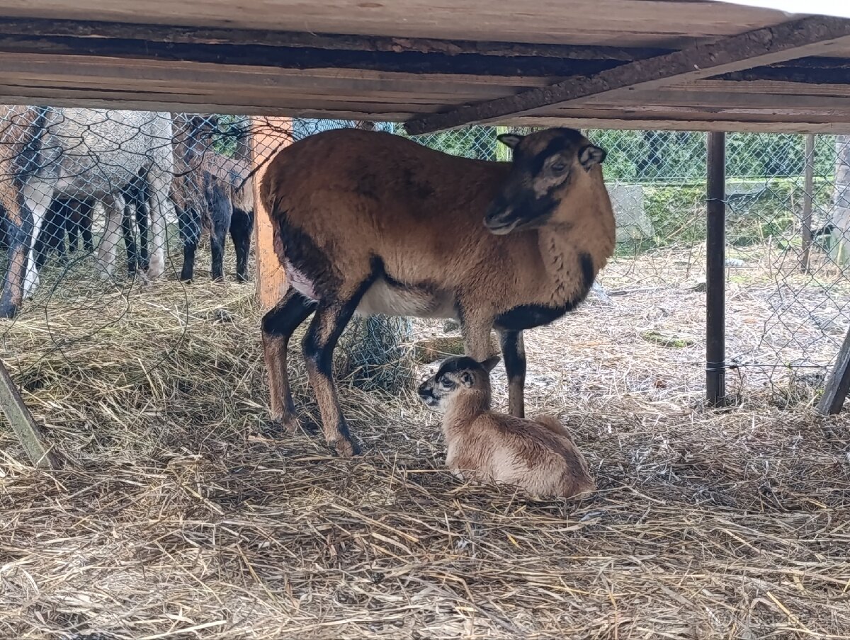 Kamerunské ovce - 7