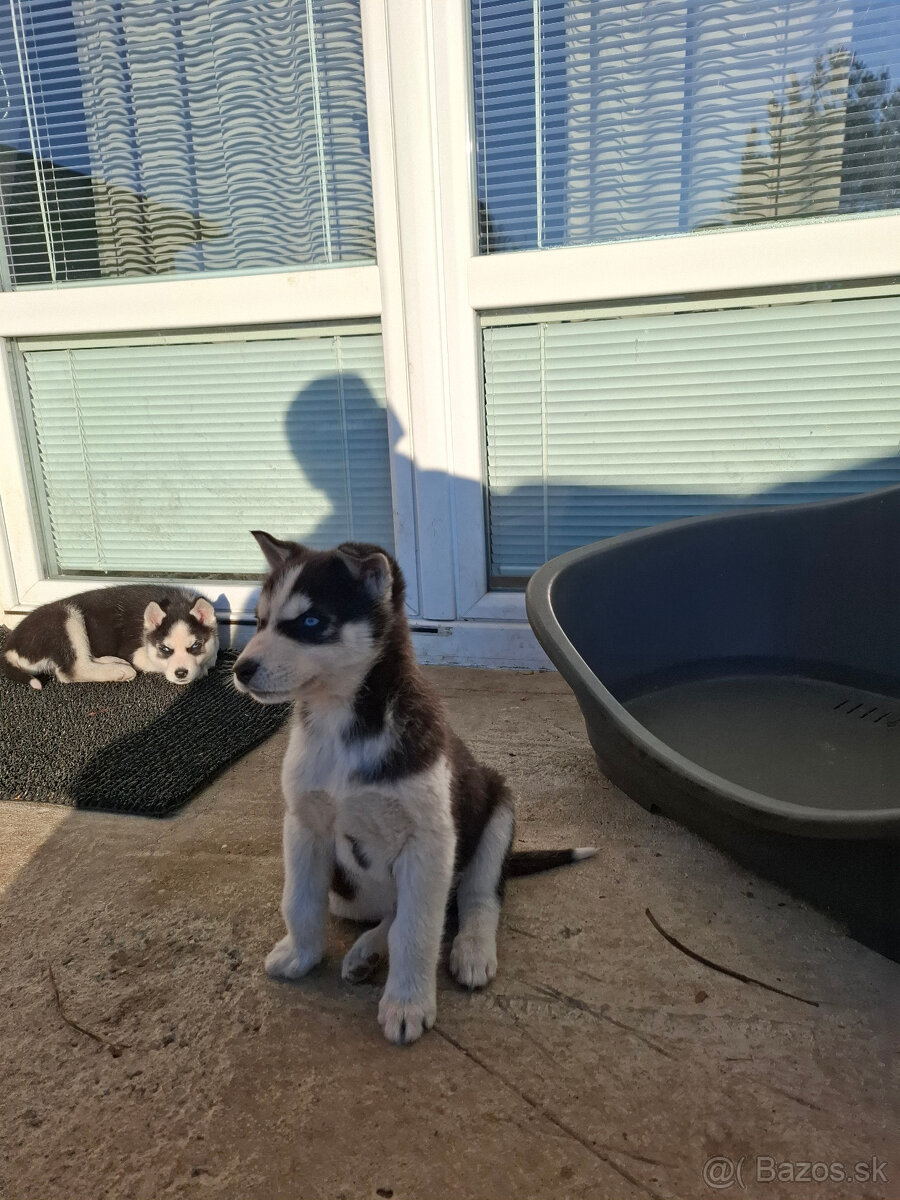 Sibírsky Husky - 7
