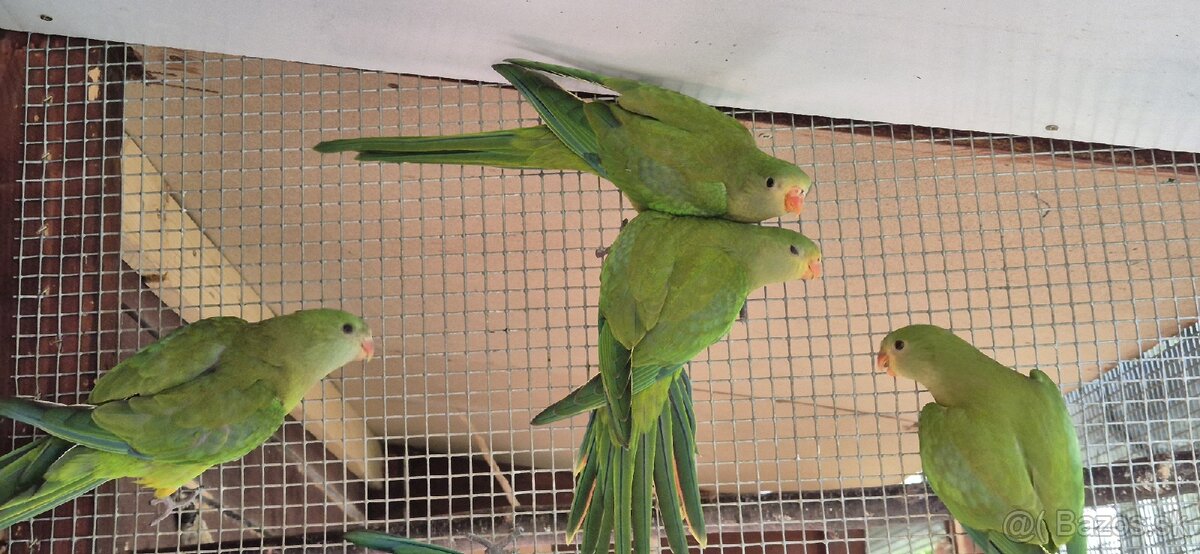 Papagáj nádherný-Baraband
bez kružka,,jar 2024 - 7