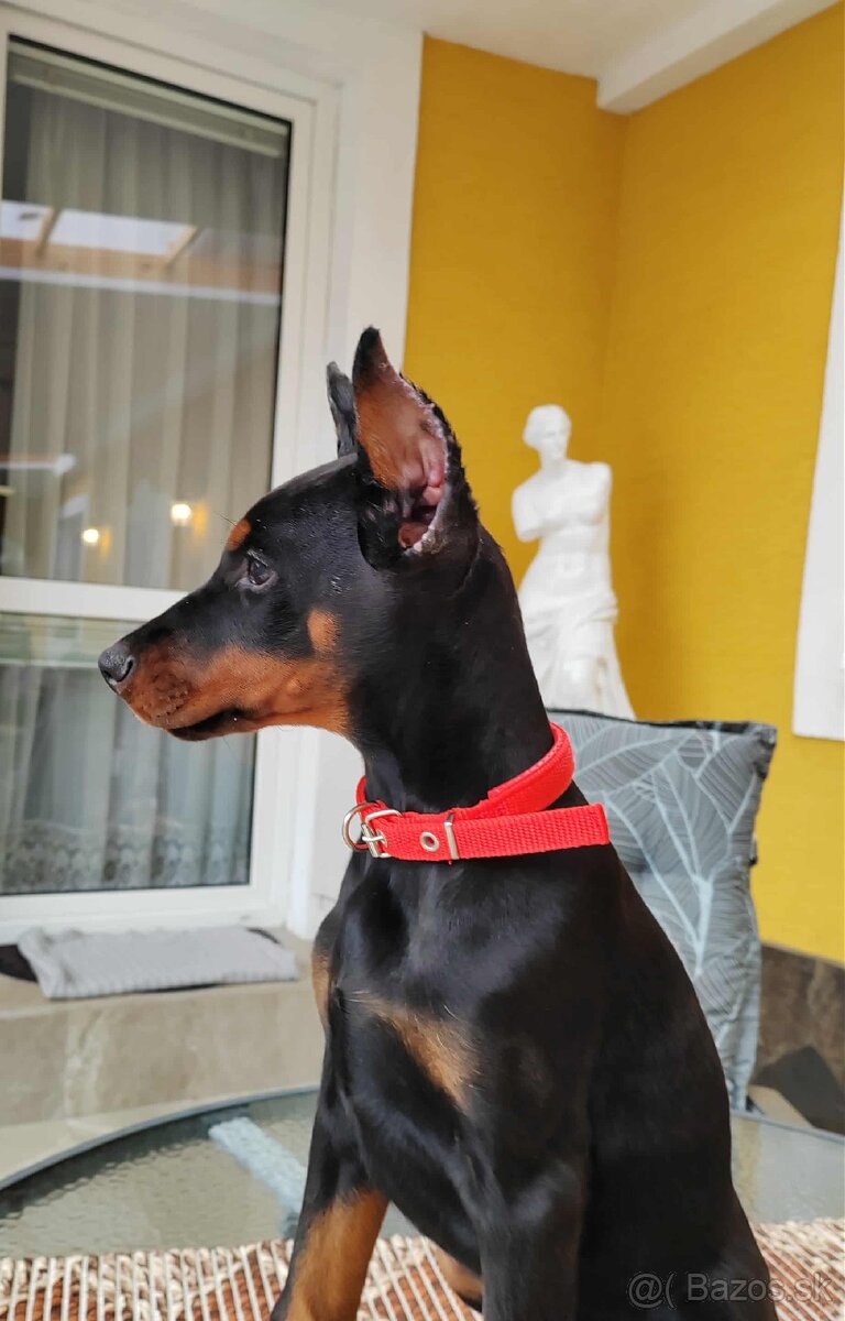 DOBERMAN ŠTENIATKA S FCI P.P. - 7