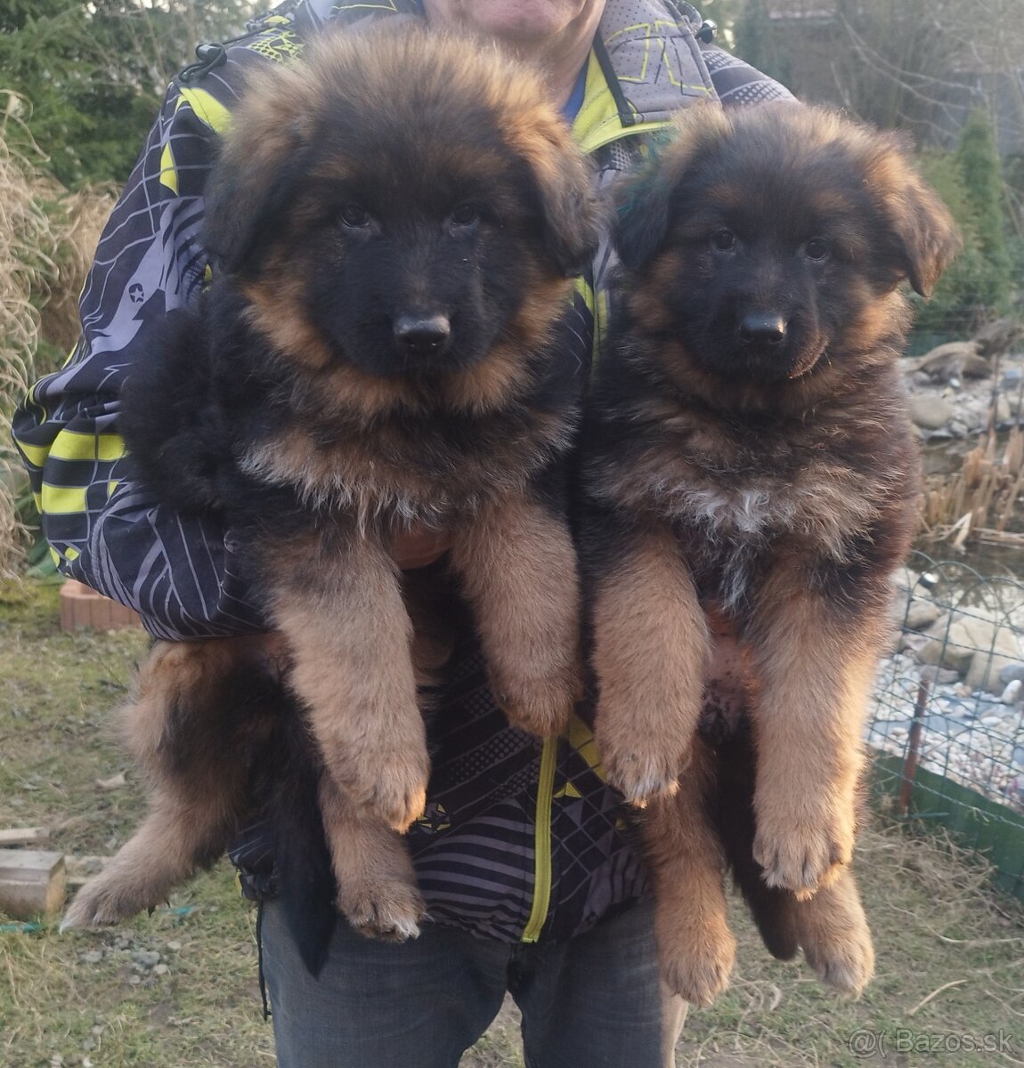 Nemecký ovčiak - 7