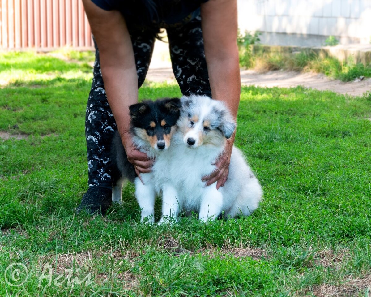 Kólia dlhosrstá s PP - 7