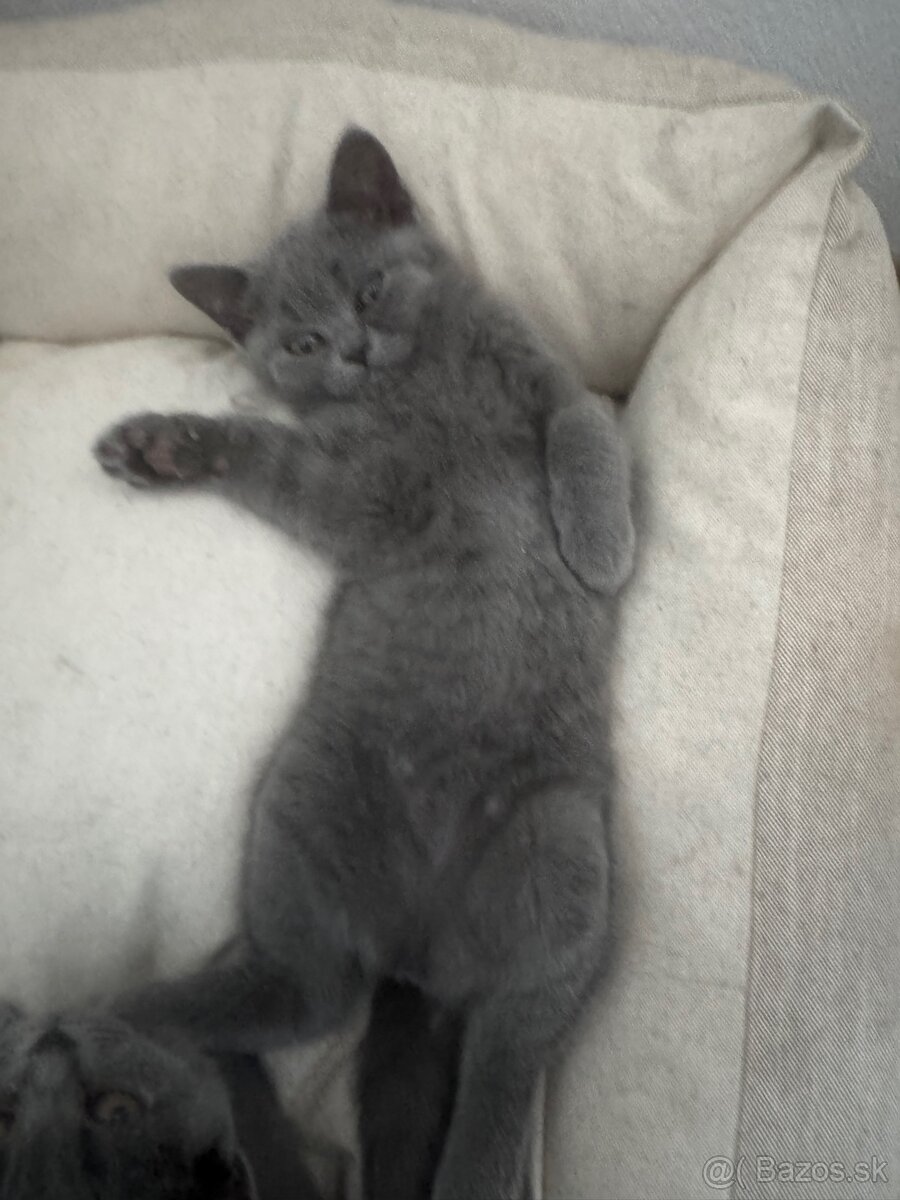 Mačiatko Britská Modrá - 7