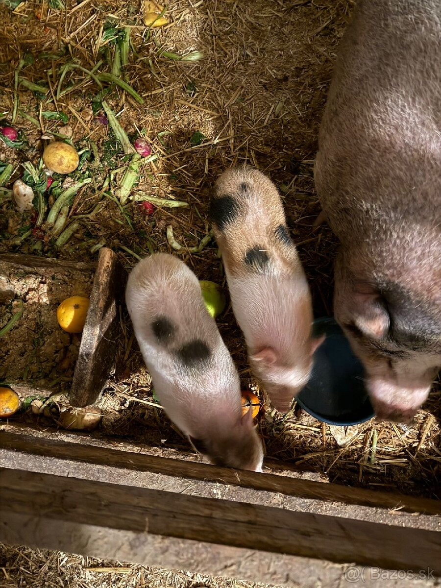Predám čínske prasiatka - 7