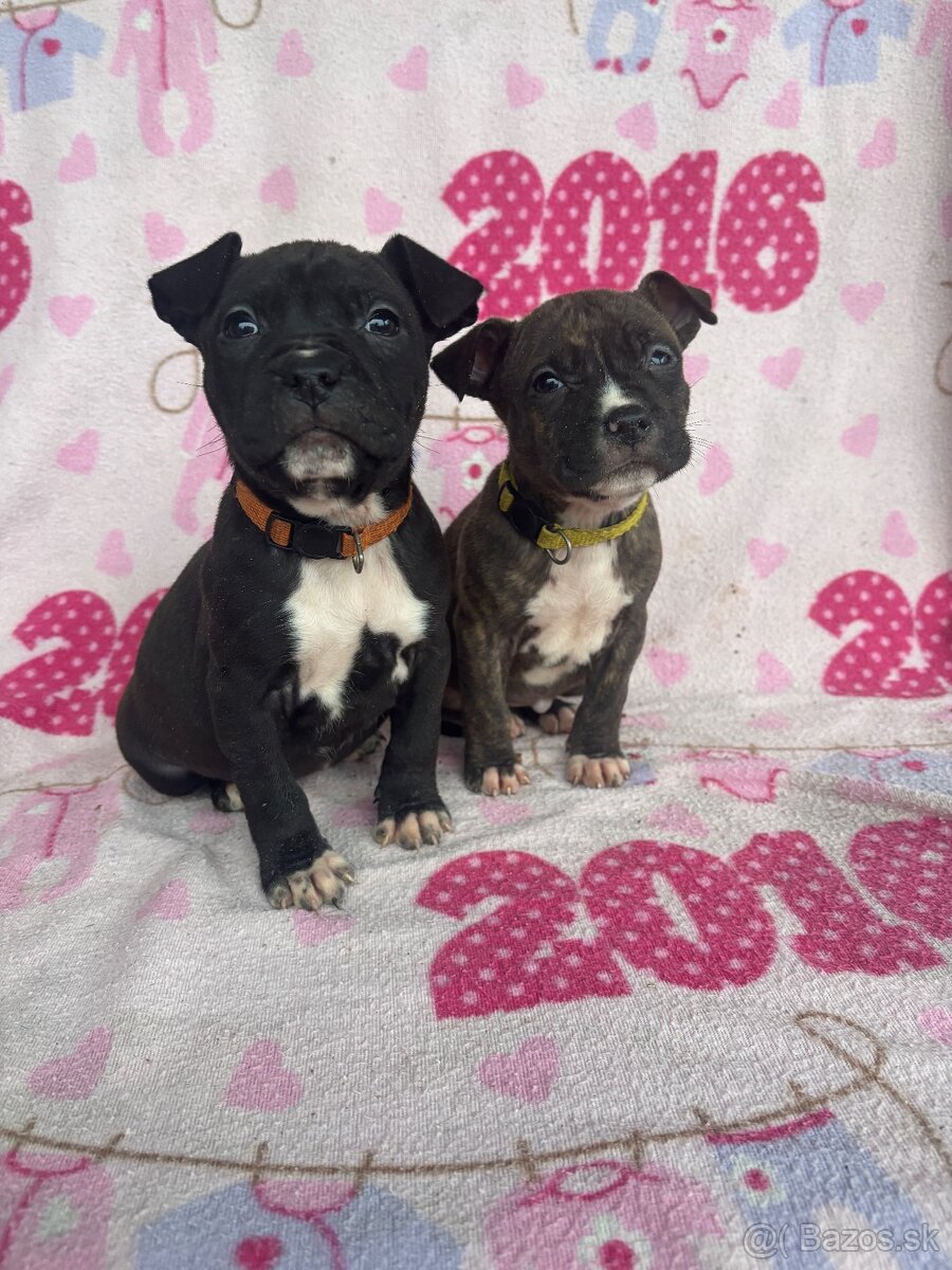 Americký stafordsirsky terier, Stafford, amstaf - 7