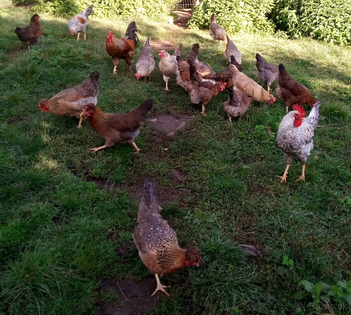 NV zelené green shell - 7