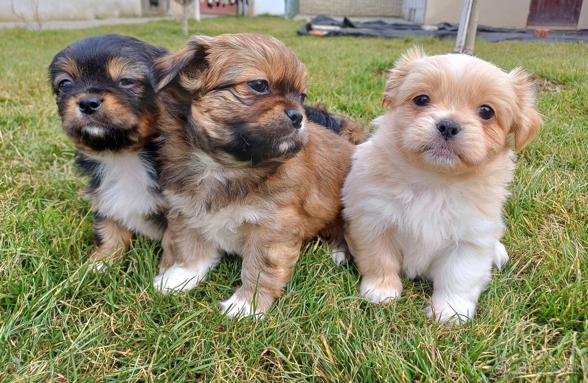 Tibetskỳ špániel šteniatko - 7