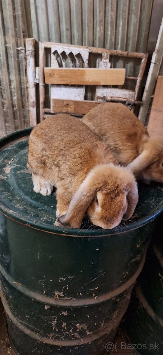 Francúzsky baran - 7