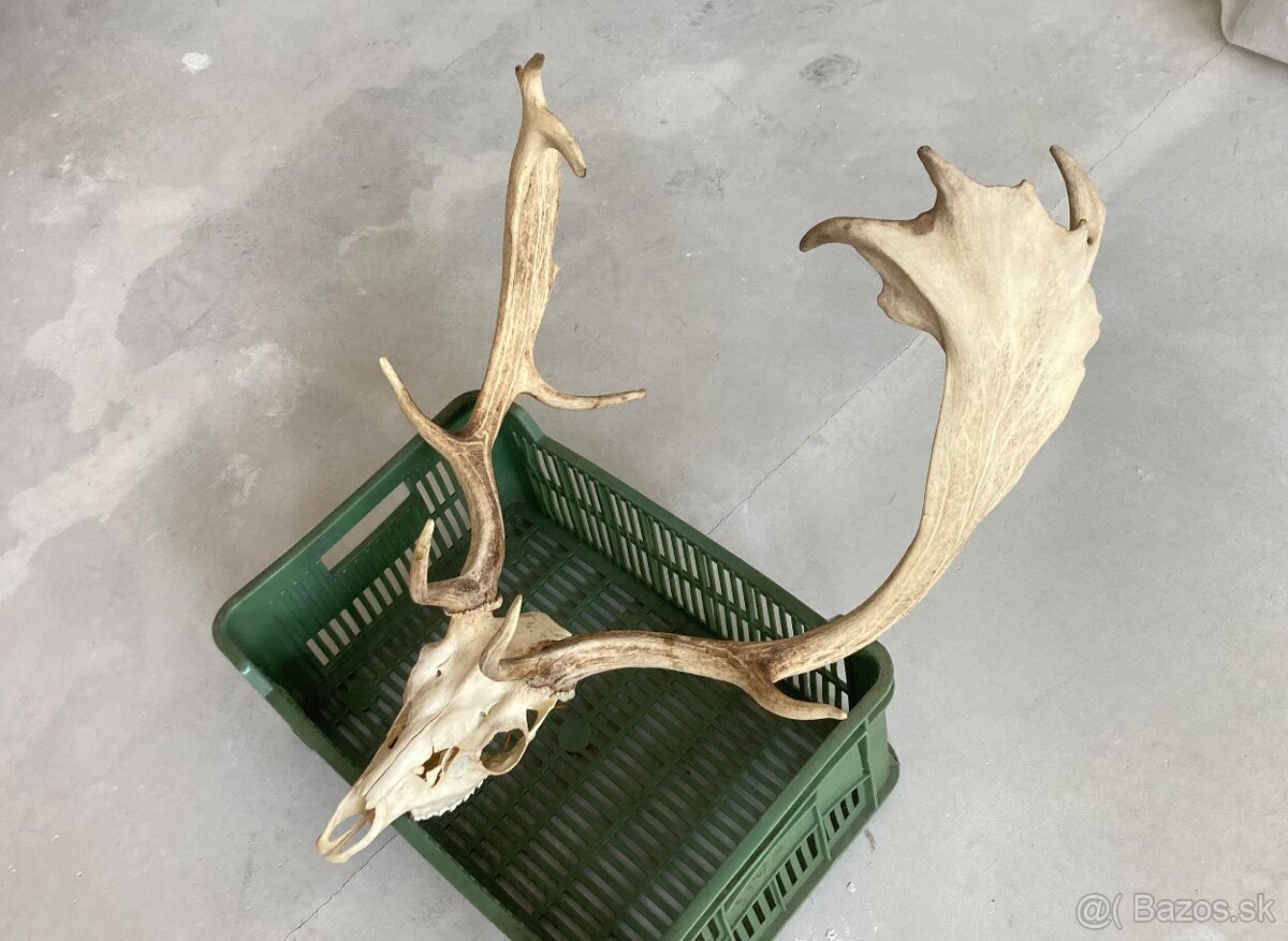 Trofeje jeleň daniel - 7