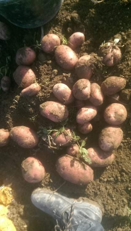 domace zemiaky red anna - 7