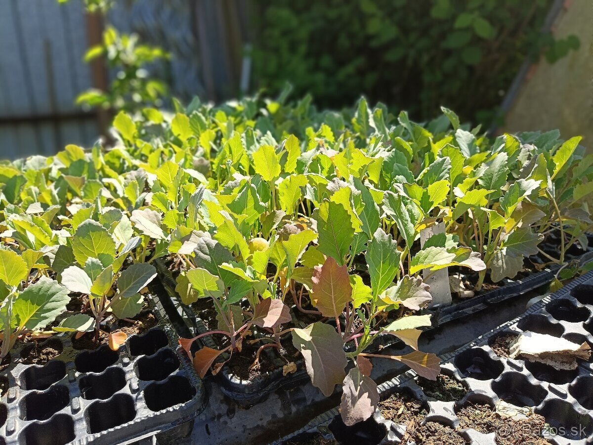Priesady/planty - 7