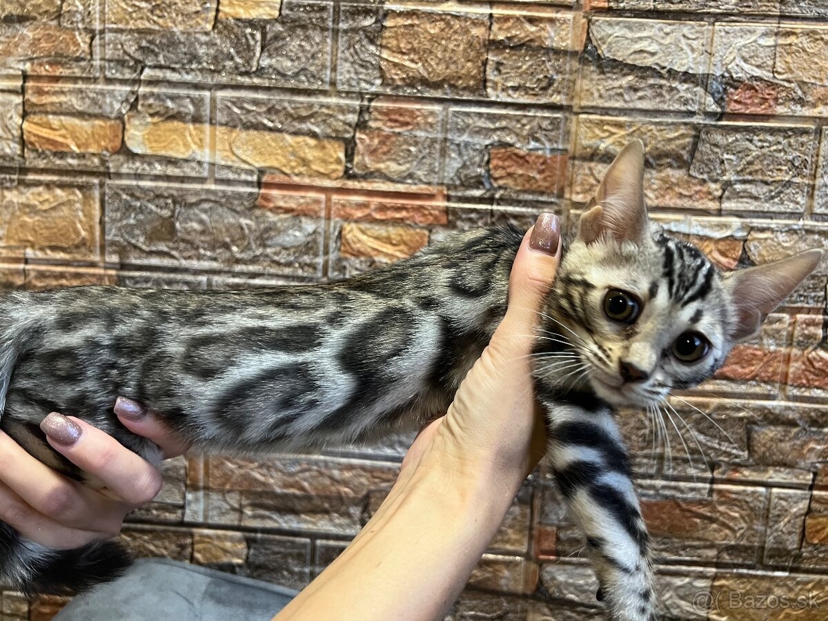 Bengálske mačiatka, bengalska mačka s Rodokmeňom - 7