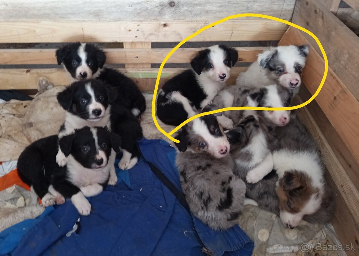 Predám šteniatka Border kólie - 7