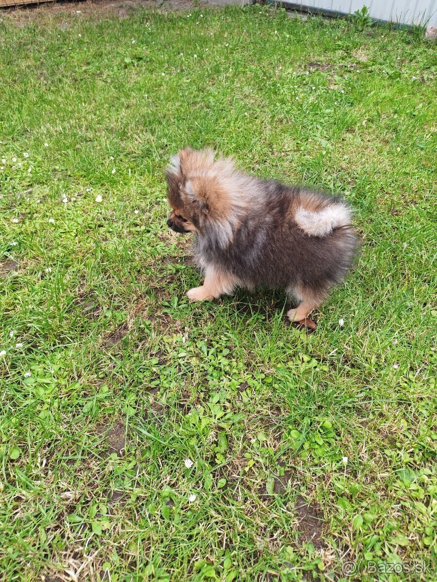 Pomeranian fenka - 7