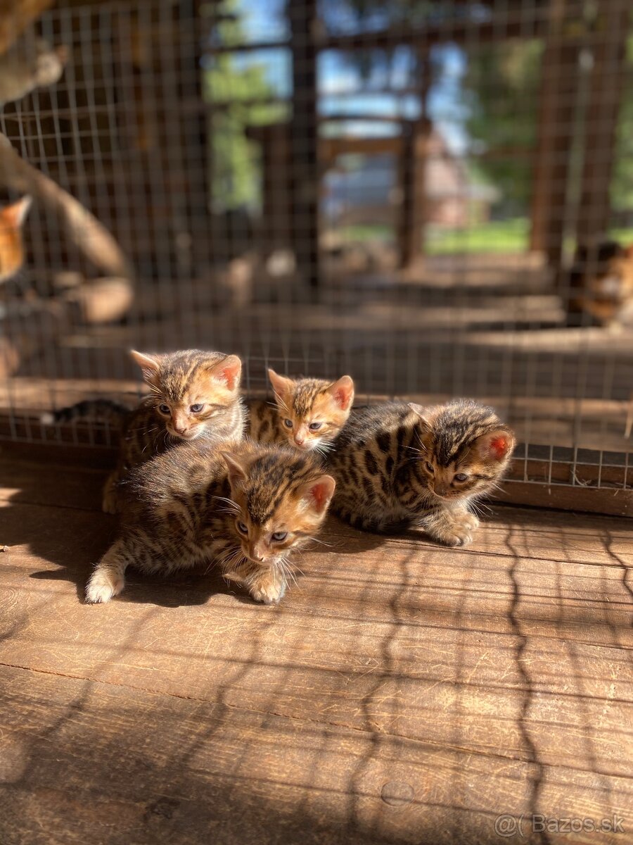 Bengálska mačka - 7