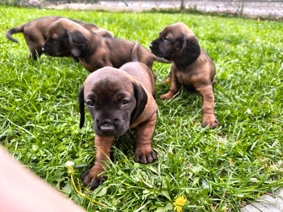 Bavorský fatbiar - 7