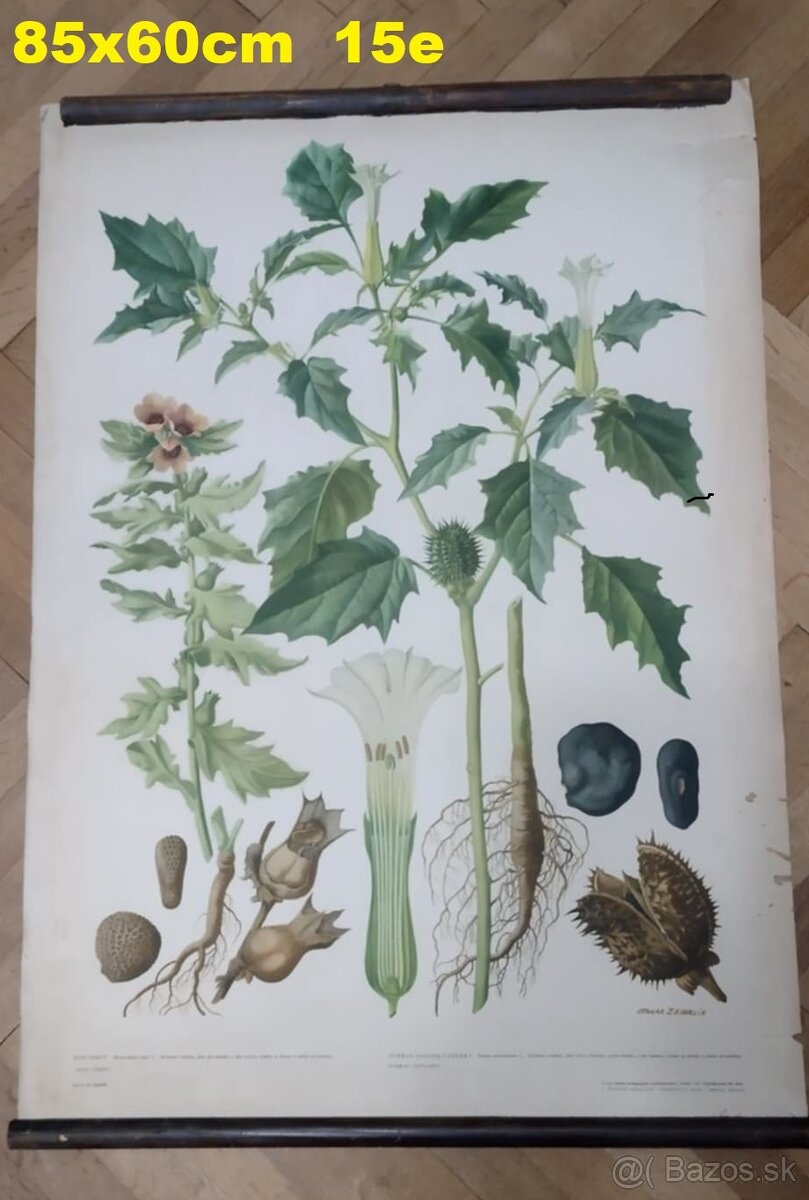 staré školské tabule/plagáty raslín-stromov-zvierat - 7