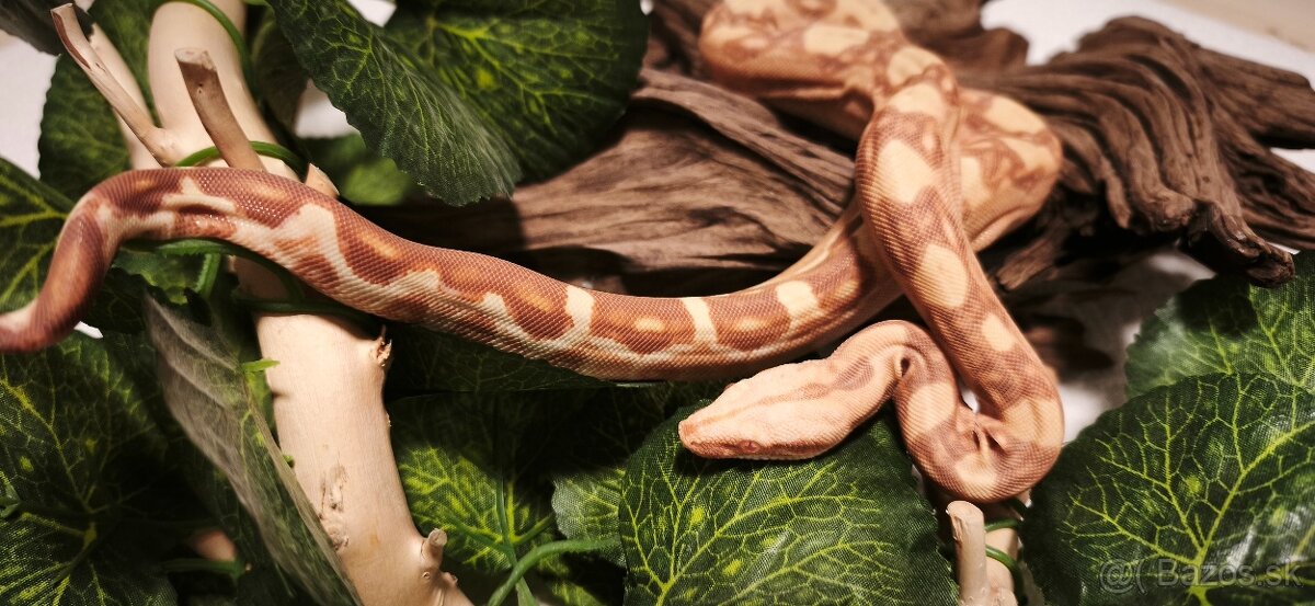 Velhad kralovsky sunglow - 7