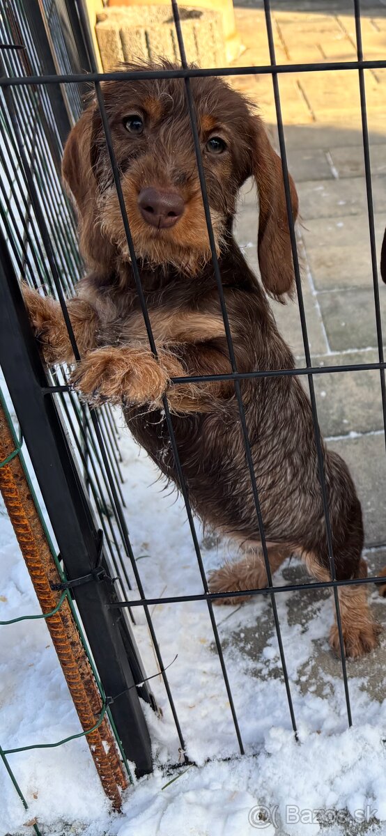 Jazvečík drôtosrstý kraličí, trpasličí - 7