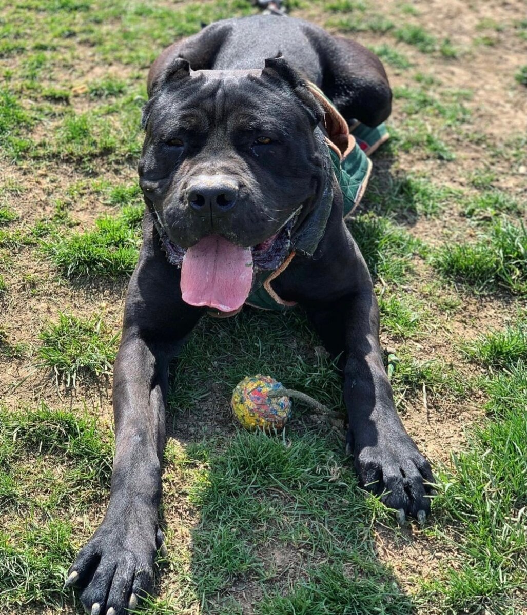 Bandog na krytie - 7