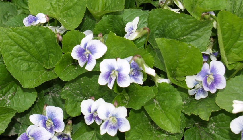 Ponúkame ozdobné rastliny - 7