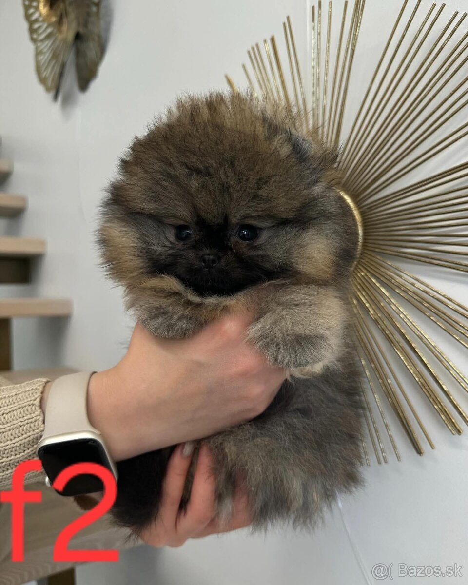 Pomeranian - 7