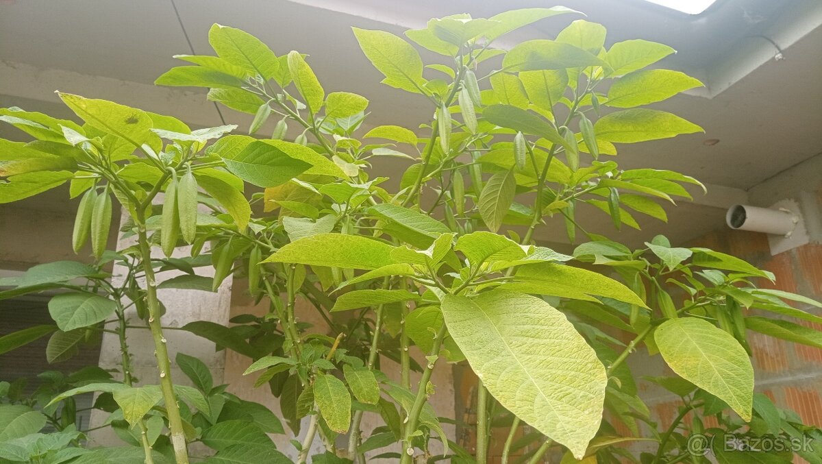 Trúby, figovníky, tráva - 7