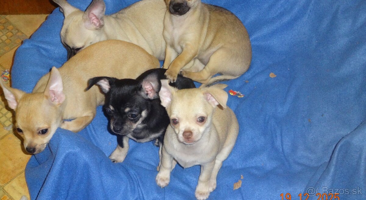 čivava krátkosrstá - 7