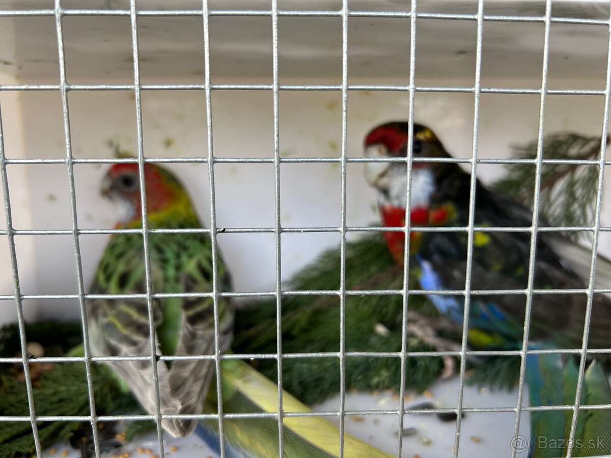 Rozely pestré odchov 25 - 7
