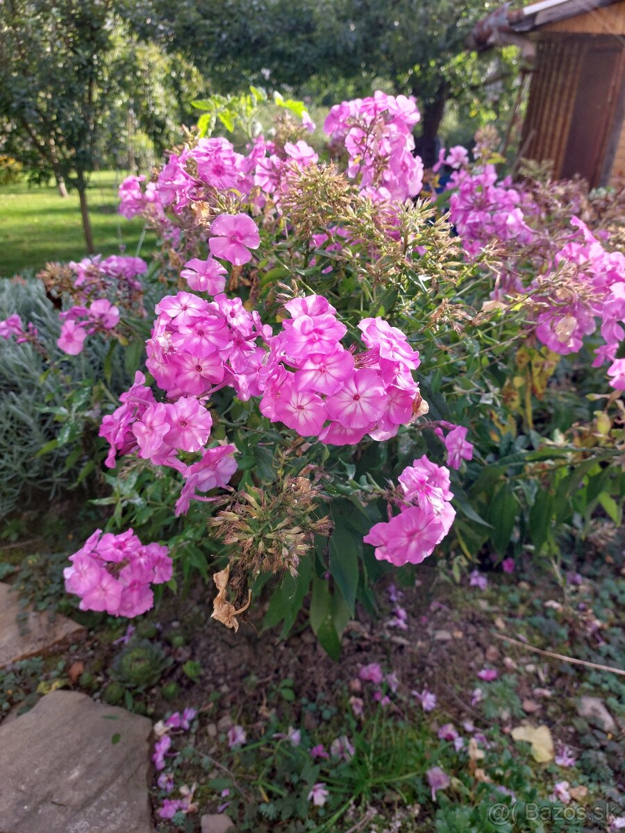 ĽALIOVKY, KLEOPATRINA IHLA , HORTENZIA, FLOX - 7