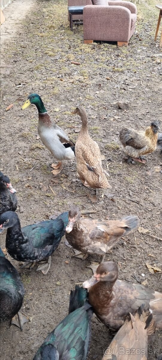 Kacky pizmove a miesane ruanske s bezcami - 7