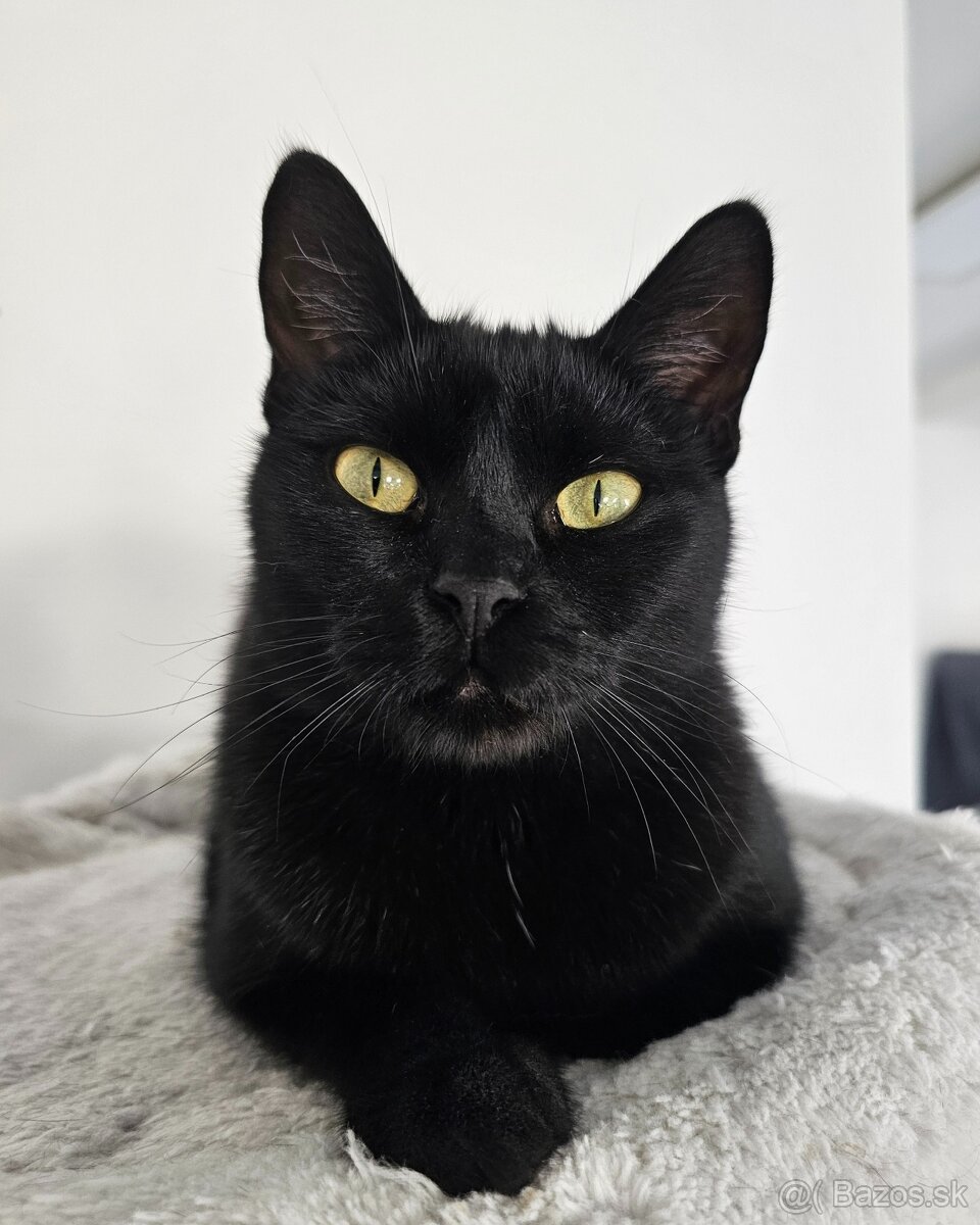 Mačička HILDA hľadá domov - 7