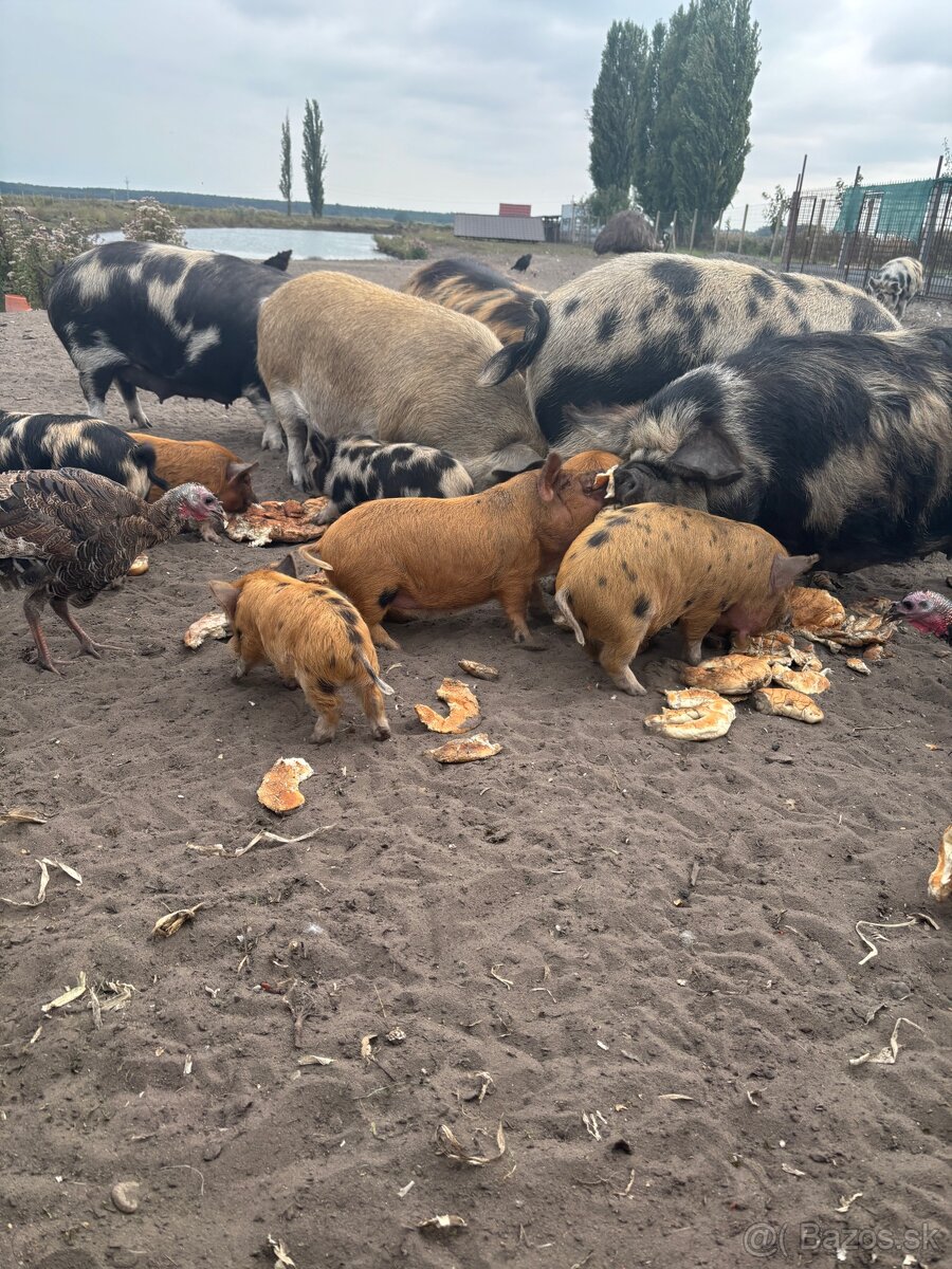 predam Kune Kune - 7