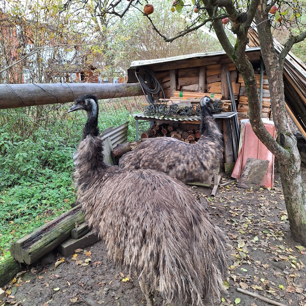 Pštros EMU pár - 7