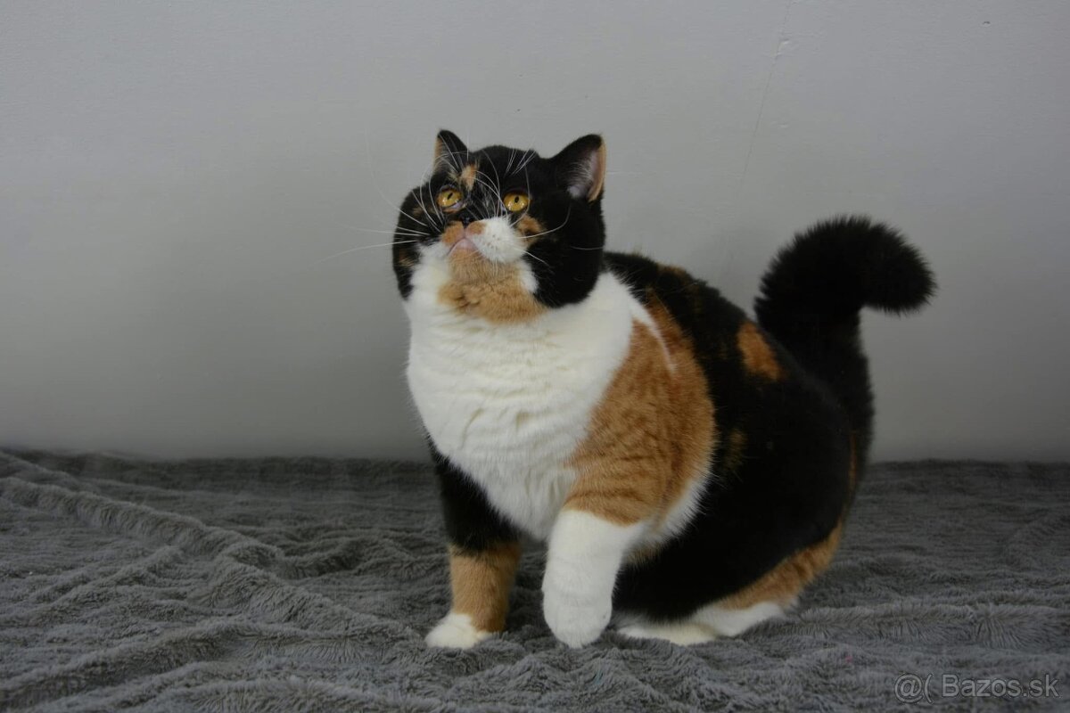 Britský kocúrik s PP - 7