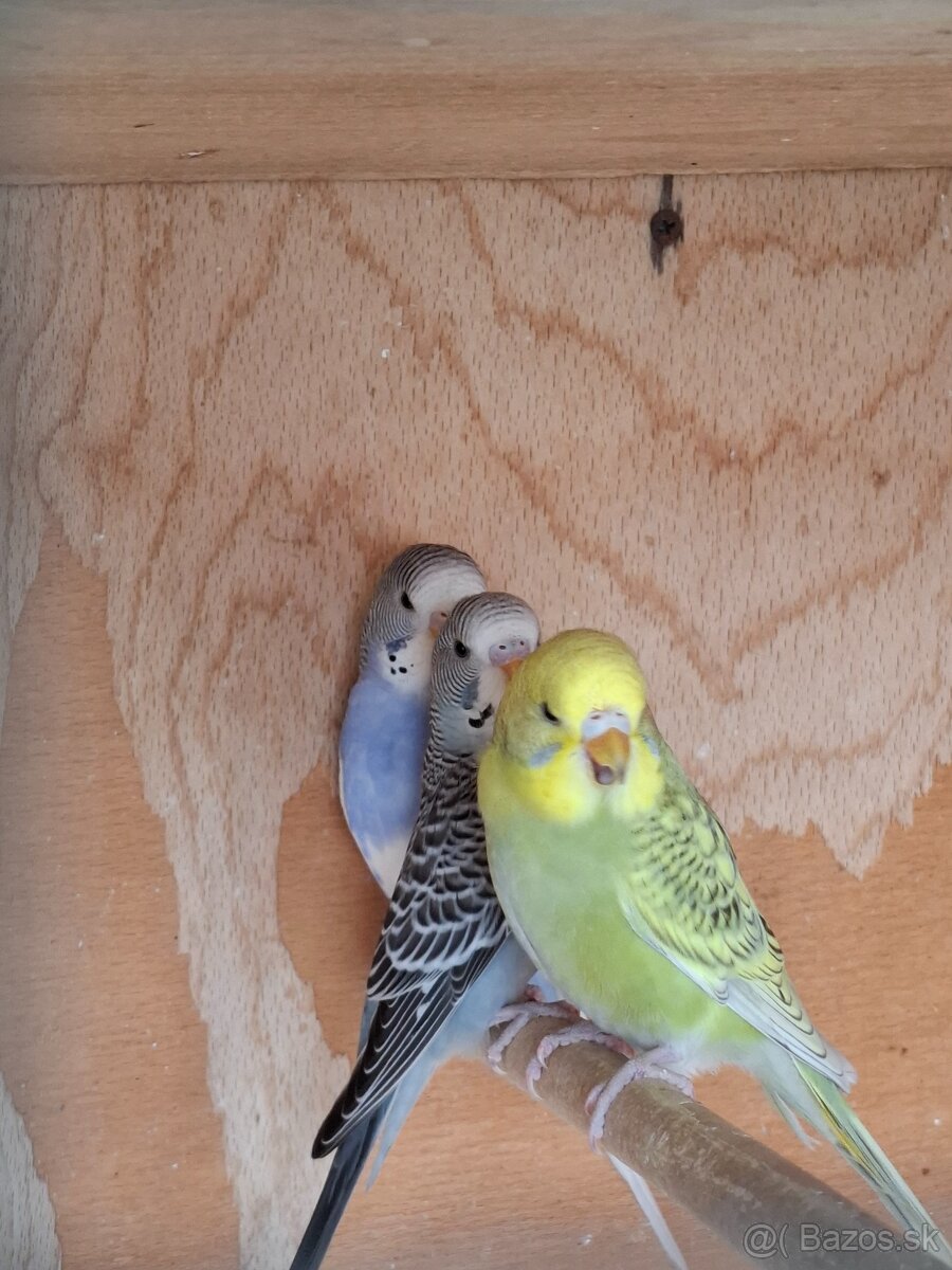 Mladé andulky - 7