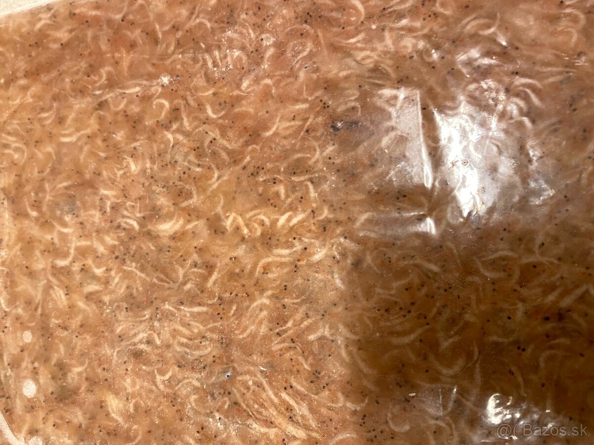 Artemie, discus mix, koretra, dafnie, mysis, hovězí srdce - 7