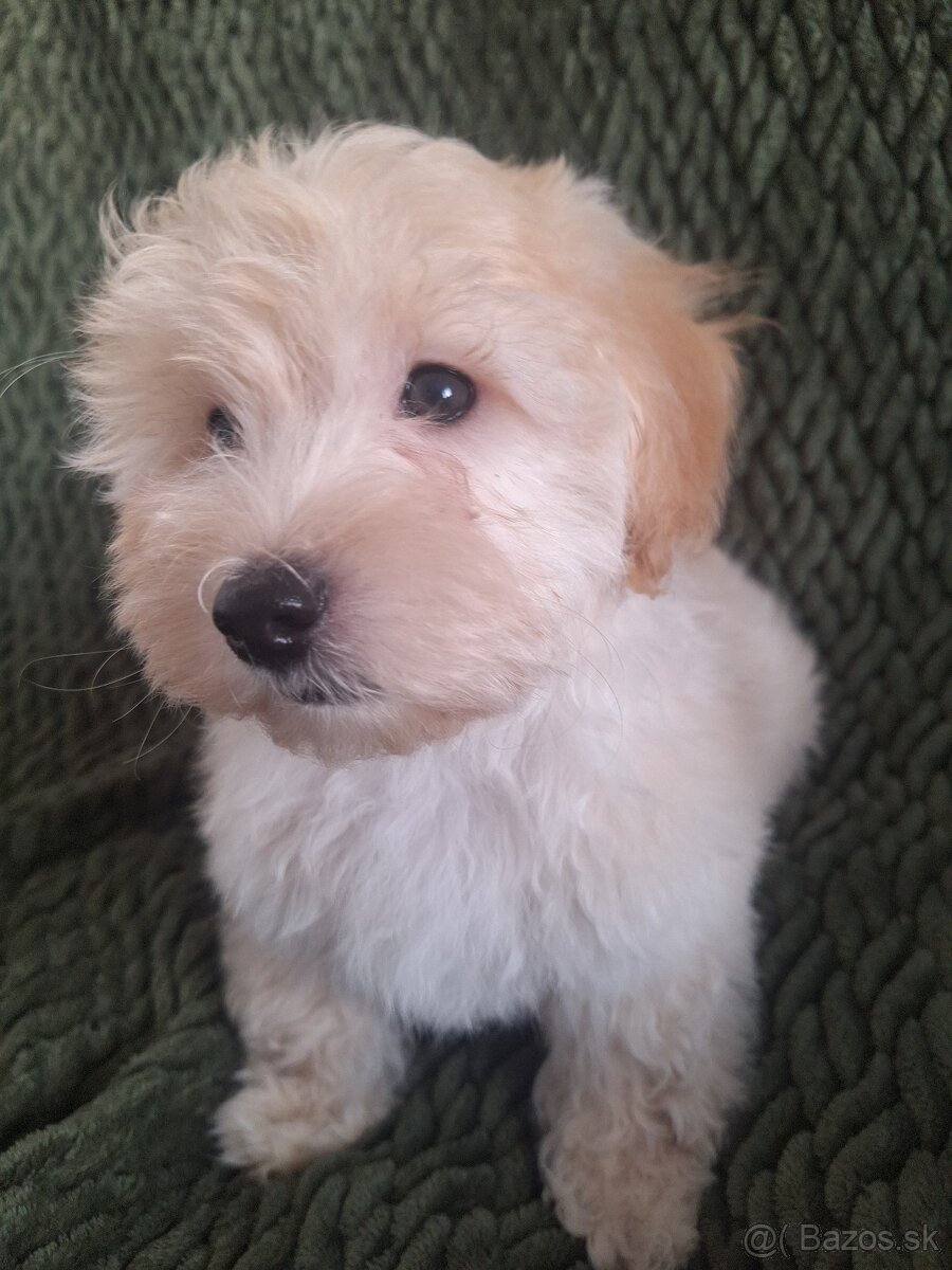 Maltipoo šteniatko, chlapček - F1 - 7