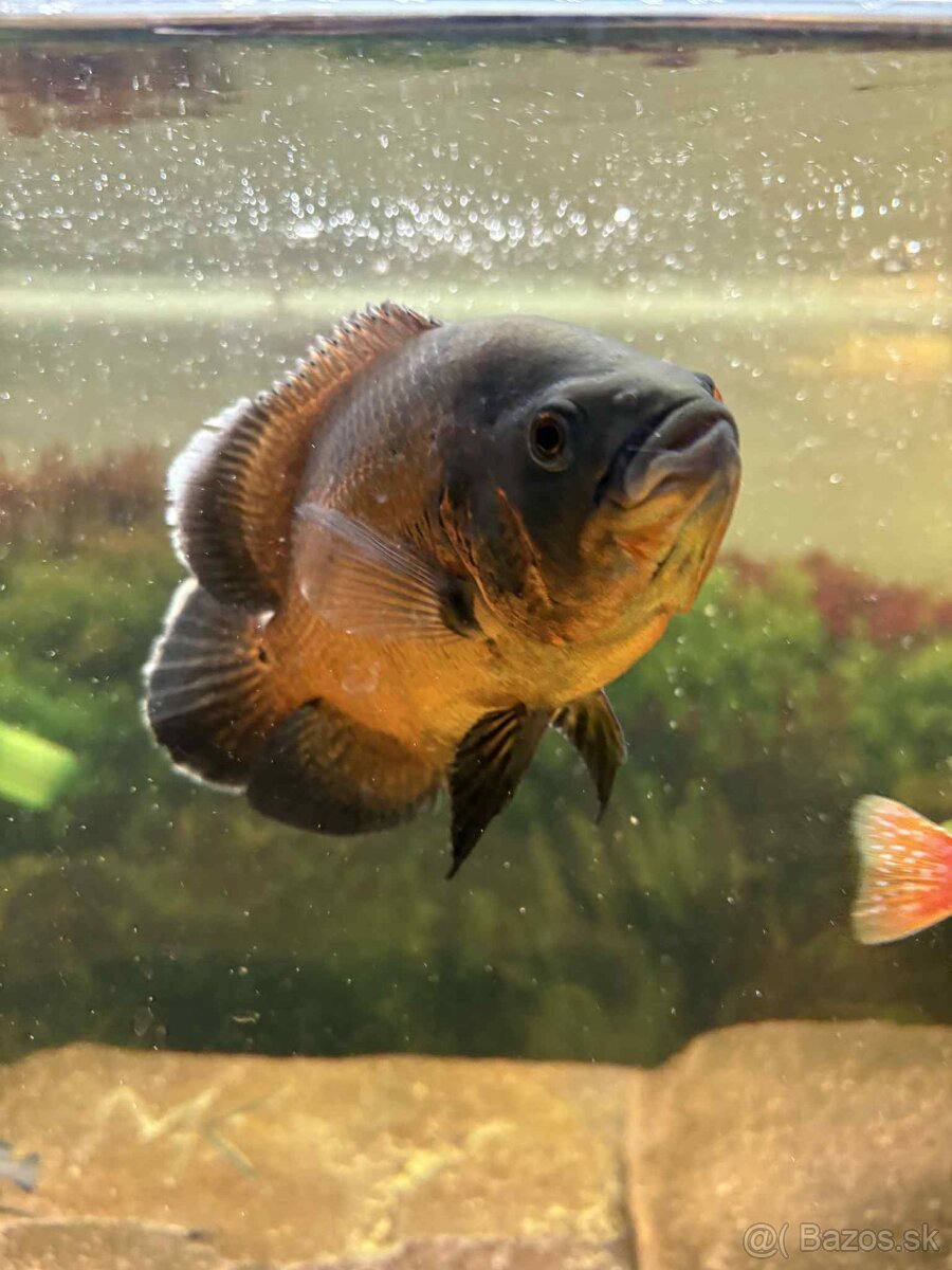 Cichlida pávia - ocellatus - 7